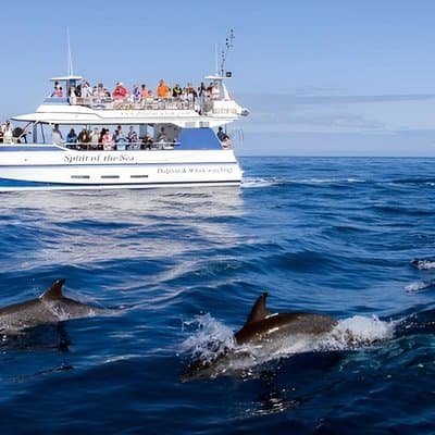 Dolphin and Whale Cruise in Puerto Rico, Gran Canaria
