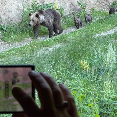 Bear Watching In Brasov: Observe Wild Bears From A Hideout (100%)