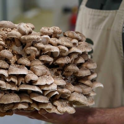 From cultivation to dish : Guided tour and mushroom tasting