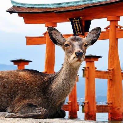 Hiroshima & Miyajima Private Custom Tour with Local Guide