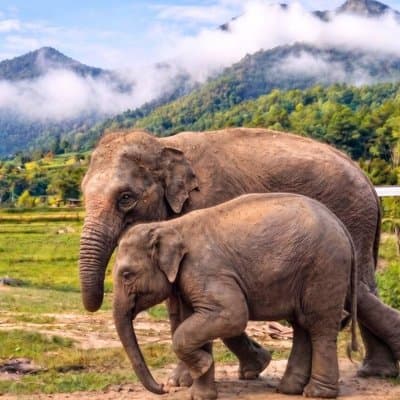 3-in-1: Doi Inthanon Tour, Elephant Sanctuary, and Trekking Trail