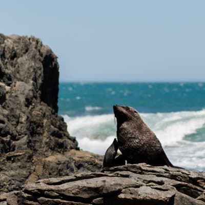 Seal Coast Safari - Exclusive access to Wellington's secret coast
