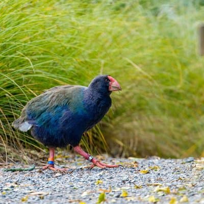 Zealandia by Day: Small group native forest and wildlife tour