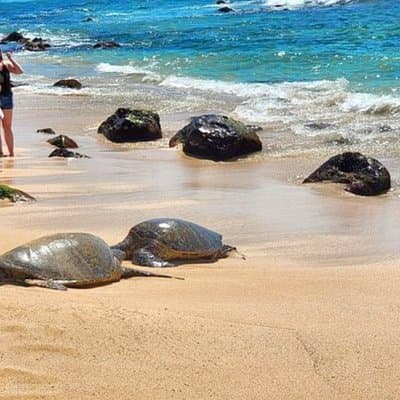 Oahu Fun Circle Island Tour: 32 Sights, 10 Stops & Turtles