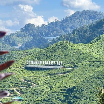 Cameron Highlands with Lunch Guided Day Tour (SIC/Shared Tour)