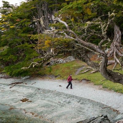 Tierra del Fuego National Park – Small Groups. Optional Train