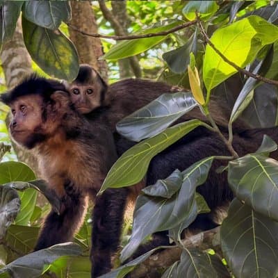 Tijuca Forest: Hiking, waterfalls, cave, and wildlife