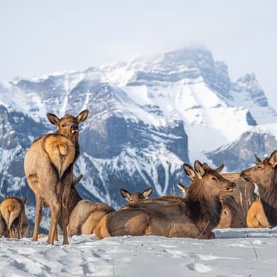 Banff Highlights & Wildlife | Award-Winning Small Group Tour