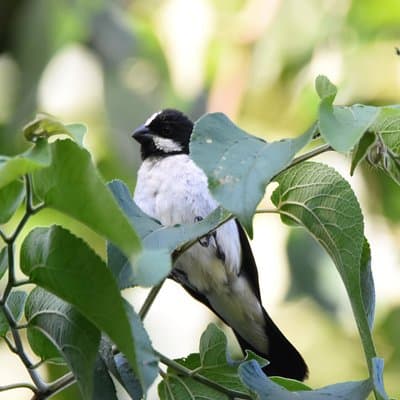 Asuncion Birding Tour