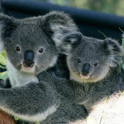 Taronga Zoo Entry & Return Ferry - Sydney Harbour