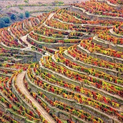 Douro Valley Tour: Wine Tasting, Cruise and Lunch from Porto