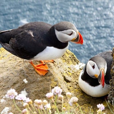 Small Group - Cliffs Cruise and Aran Islands in a Day from Galway