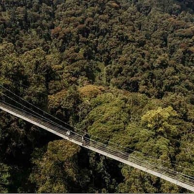 1 Day Canopy Walk Adventure in Nyungwe Forest National Park