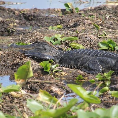 One-Hour Airboat Ride Near Orlando