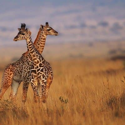 3 Days Maasai Mara Guided Safari from Nairobi