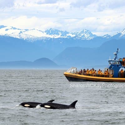 Vancouver Whale Watch Large Zodiac Tour with Guide