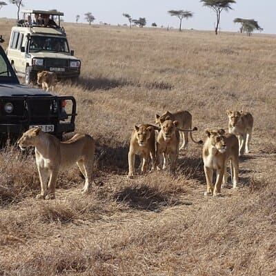 3 days group joining safari to Maasai Mara with a Land Cruiser Jeep