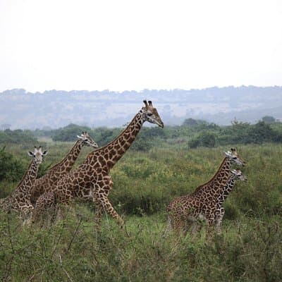 One-day Akagera National Park Game Drive with a Choice 4x4