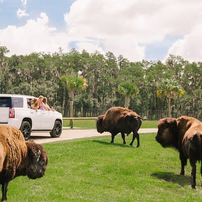 Wild Florida Drive-Thru Safari and Gator Park Admission