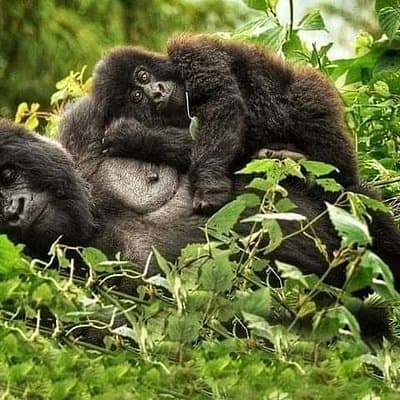 1 Day Rwanda Gorilla Trekking Tour In The Volcanoes National Park