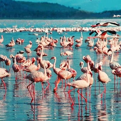 5 Days Masai Mara, Lake Nakuru & Naivasha Budget Joining Safari