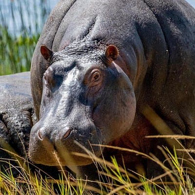 1 Day Safari to Akagera national park-Big5 Safari