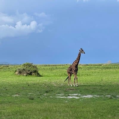 One Day Akagera Wildlife Safari
