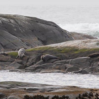 Wildlife Sea Safari in Alesund