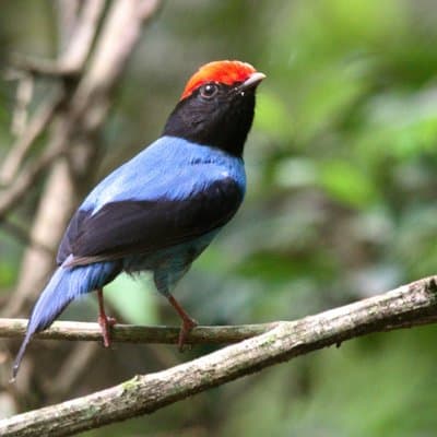 5 Days Bird Watching Southern Forests and Prairies Paraguay