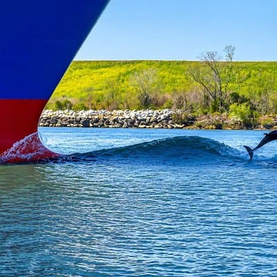 2 Hours Dolphin Eco Tour